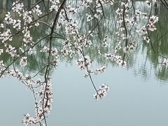 -桃花堤公园