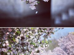 -海棠花溪(元大都城垣遗址公园)