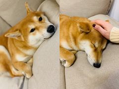 -柴迷FANS CLUB·柴犬狗咖·猫咖