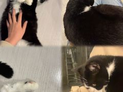 -猫咪派对(江南西店)