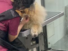 -帕帕拉兹宠物(亚洲旗舰店)