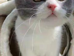 -客栈猫舍(中央北路店)