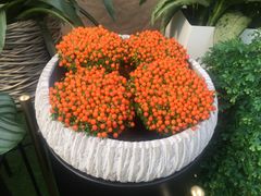 -秦美花卉(天朗·莱茵小城2期店)