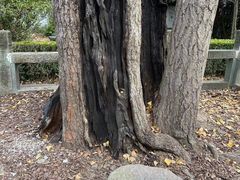 -上海佘山国家森林公园天马山园