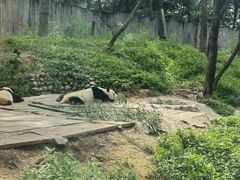 -中国大熊猫保护研究中心雅安碧峰峡基地