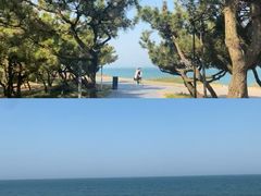 -日照海滨国家森林公园