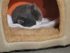 -艾贝尔宠物医院 ·内科全科(梁溪路店)