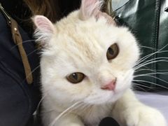 -喵的天空名猫咖啡馆·撸猫·猫舍·用品