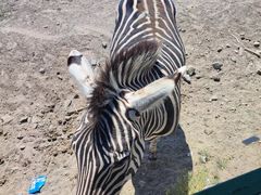 -新疆天山野生动物园