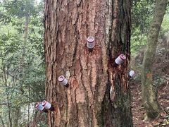 -缙云山景区