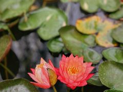 -海淀公园