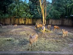 -清迈夜间动物园