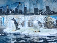 -海合安青岛极地海洋公园