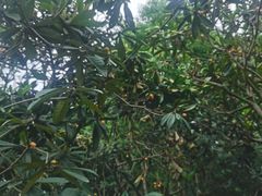 -塘栖枇杷特色园区