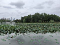 -月湖风景区