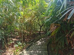-大屏嶂森林公园