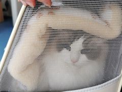 -创凡宠物医院·骨专科  猫科中心(西乡分院)