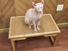 -MOCHA明星猫咖(田子坊店)