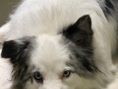 -小呆的宠物店·宠物售卖·宠物寄养(城西店)