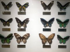 -上海昆虫博物馆