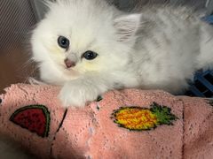 -米苏动物医院·犬猫专科·骨科外科内窥镜