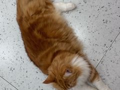 -喵园·猫主题咖啡厅·撸猫·猫咖(国贸店)