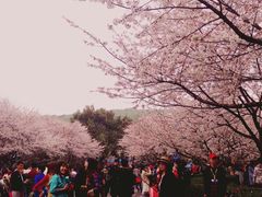 -武汉大学-樱园