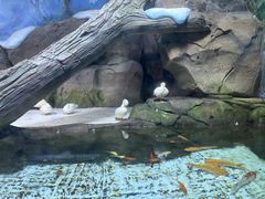 -海合安青岛极地海洋公园