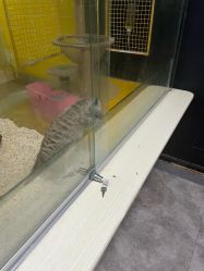 -神奇动物撸宠馆·羊驼·小浣熊·异宠(豫园店)