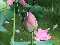 -贵州省植物园