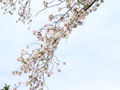 -嘉定紫藤园