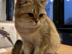-猫小院猫主题餐厅(南锣旗舰店)