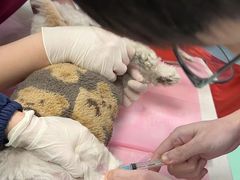 -北京观赏动物医院·24小时大型综合·猫专科·异宠专科
