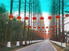 -黄海国家森林公园