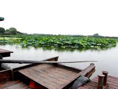 -荷塘月色湿地公园·向阳花洲