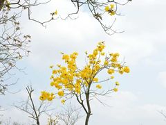 -荔湾湖公园