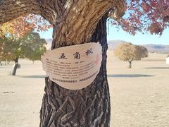 -五角枫生态旅游景区