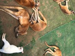 -西霞口神雕山野生动物世界