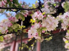 -海棠花溪(元大都城垣遗址公园)