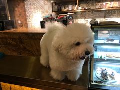 -more than meow吴止猫主题餐厅(承德 中船汇店)