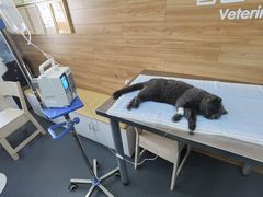 -爱侣宠医·鹦鹉专科·小型哺乳类·异宠专科(灵石路店)