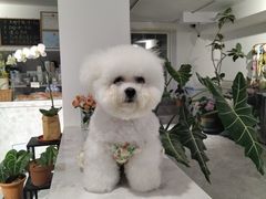 -Gigi Florist·Dk Coffee