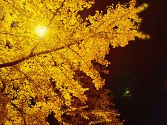 -三里屯东五街银杏大道