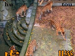 -深圳野生动物园