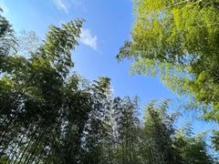 -广州市石门国家森林公园