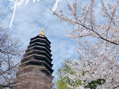 -红梅公园