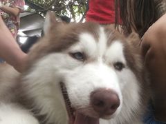 -TrueLove @ Neverland (Husky Cafe)