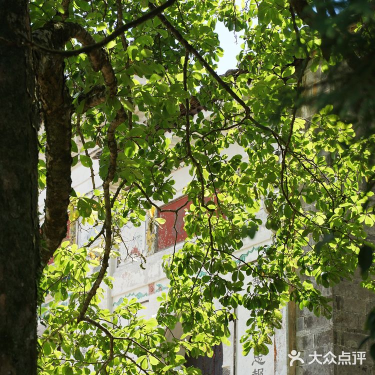 上坪古村|在武夷山脉,访古村,观莲荷,寻历史📖