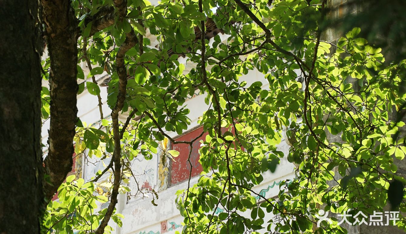 上坪古村｜在武夷山脉，访古村，观莲荷，寻历史📖
