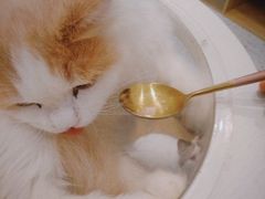 -猫域·湾主题猫咖·宠物吧(南坪城市广场店)